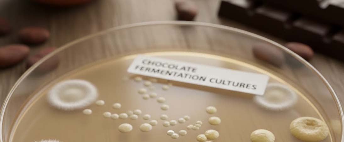 Microorganisms that play a key role in the production of chocolate