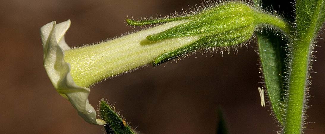 Production of bovine chymosin using tobacco plants