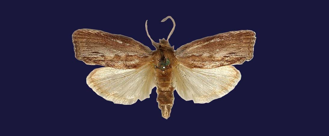 Galleria mellonella for testing new therapeutic drugs