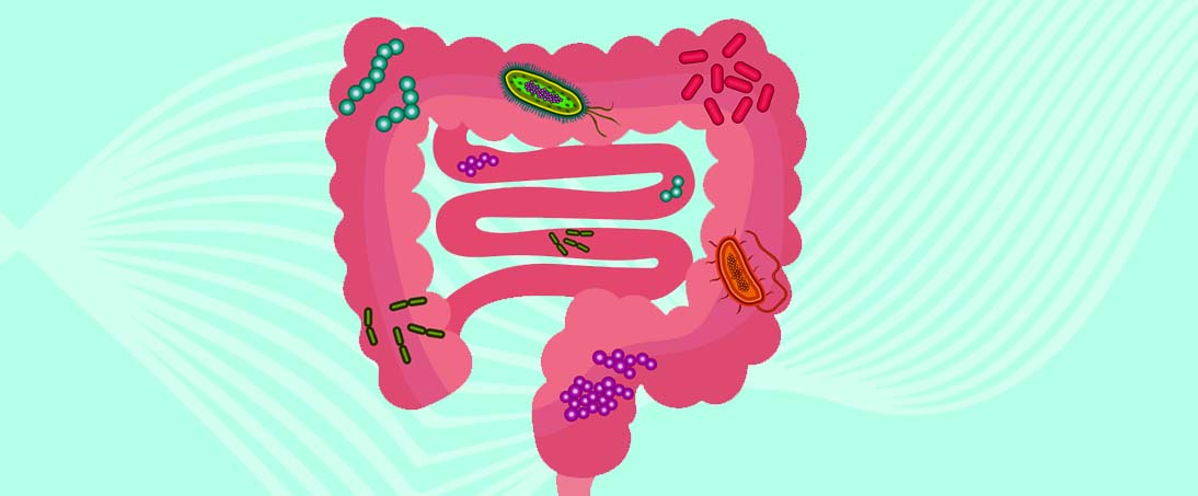 Effect of gut microbiota on blood pressure