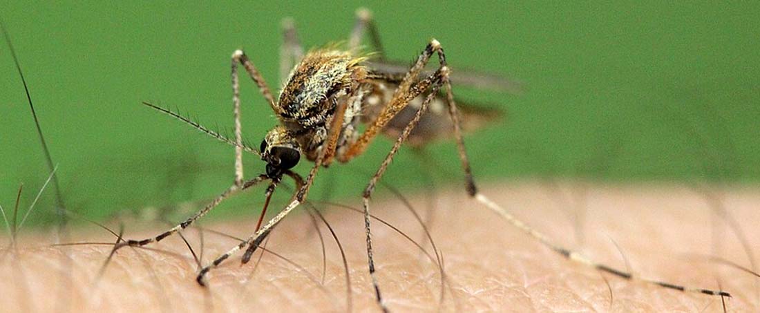 Mosquito suppression with Wolbachia-Aedes technology